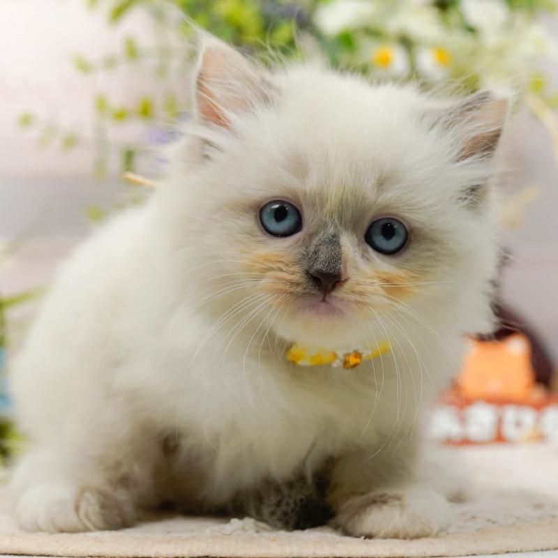 販売中の神奈川県のミックス-130135の1枚目