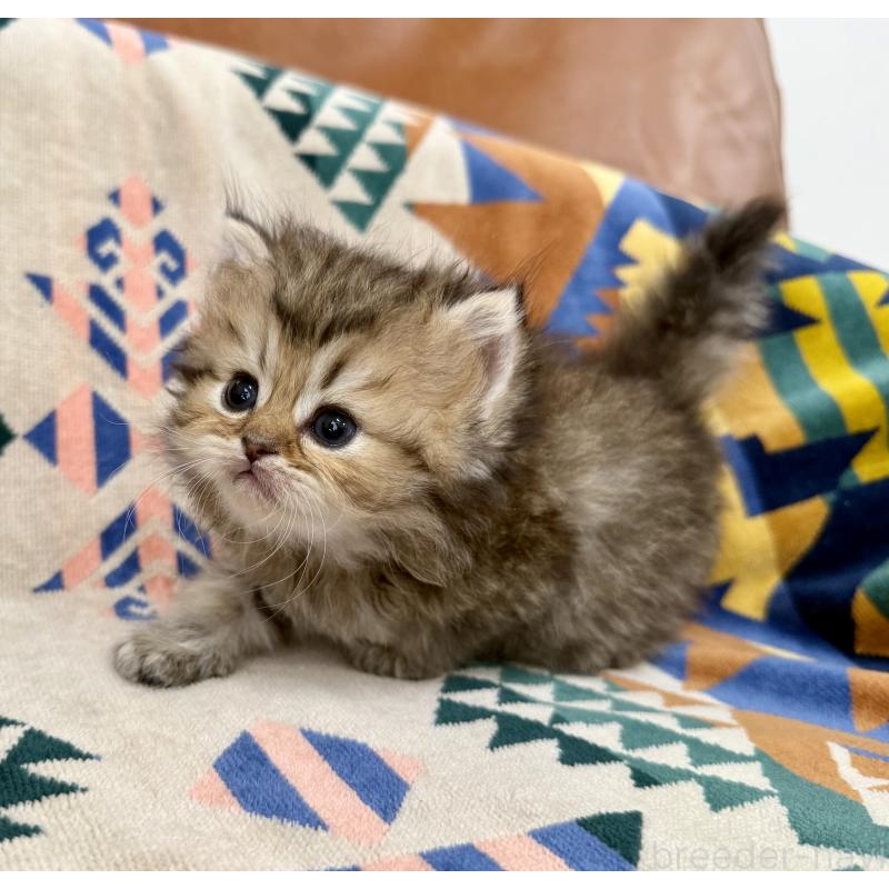 販売中の神奈川県のペルシャ(チンチラ)-129025