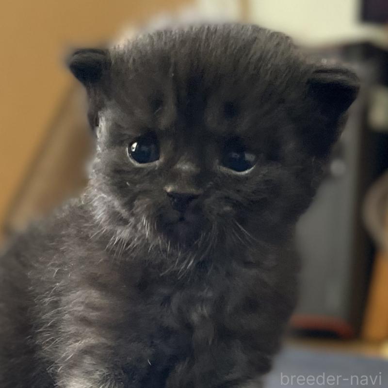 販売中の愛知県のミヌエット-130136の5枚目