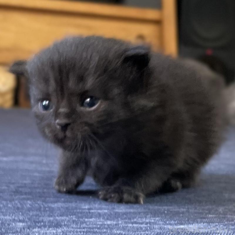 販売中の愛知県のミヌエット-130136の4枚目