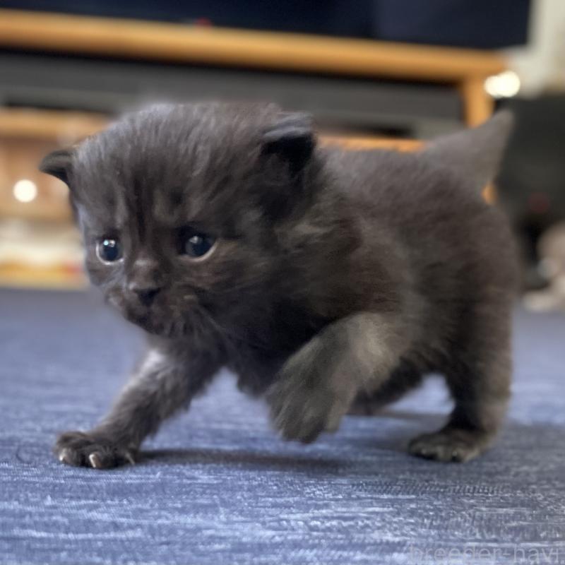 販売中の愛知県のミヌエット-130136の3枚目