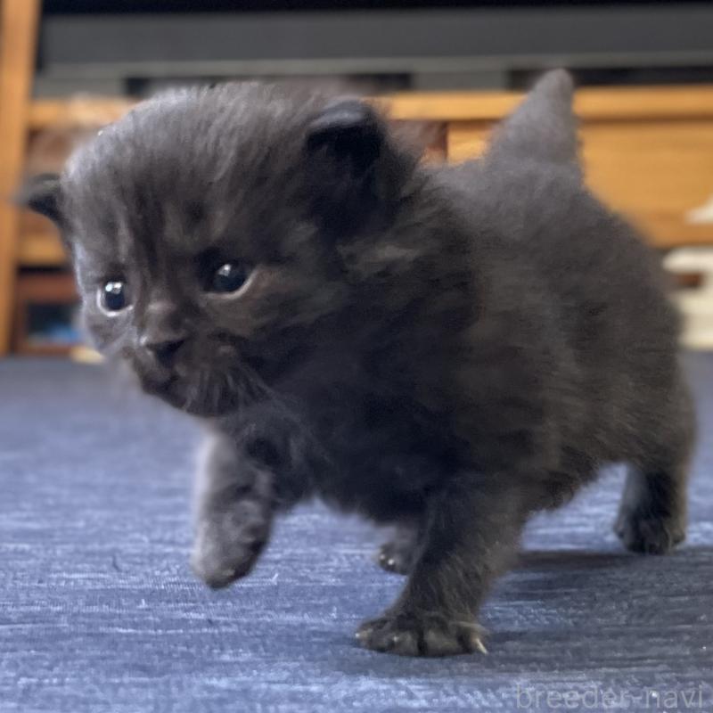 販売中の愛知県のミヌエット-130136