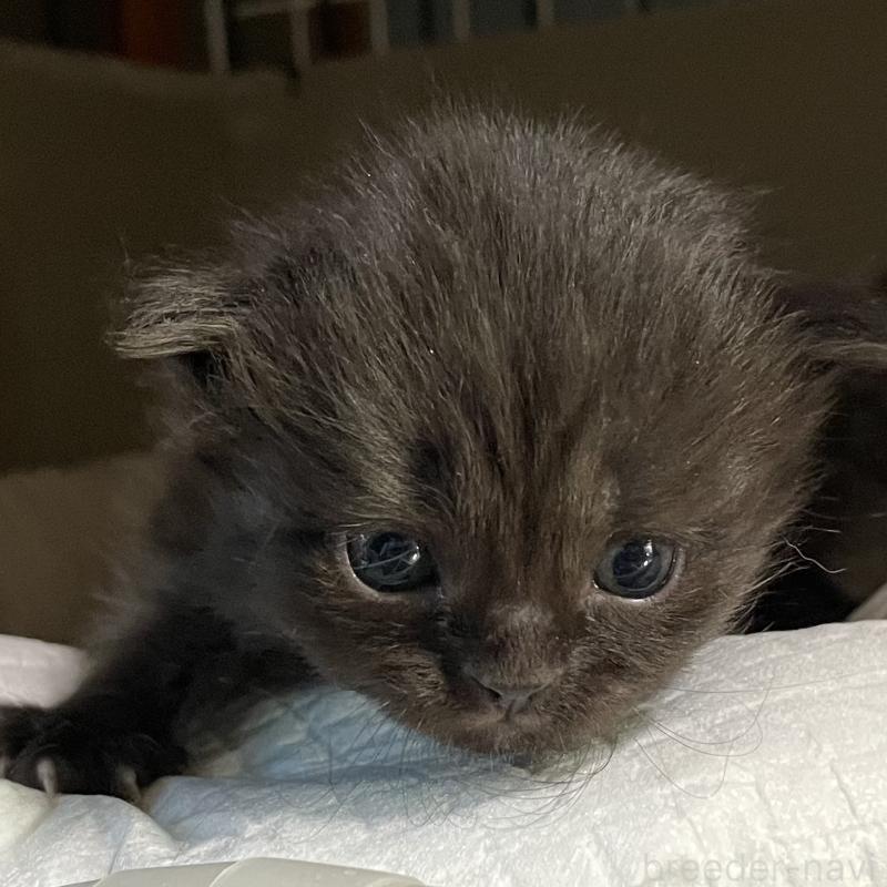 販売中の愛知県のミヌエット-130136の2枚目