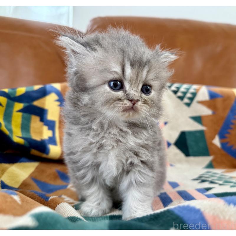 販売中の神奈川県のペルシャ(チンチラ)-129026