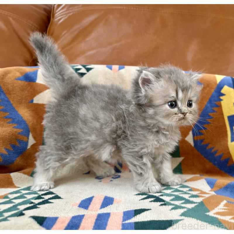 成約済の神奈川県のペルシャ(チンチラ)-129026の9枚目