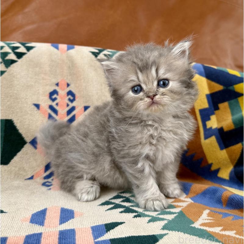 成約済の神奈川県のペルシャ(チンチラ)-129026の8枚目