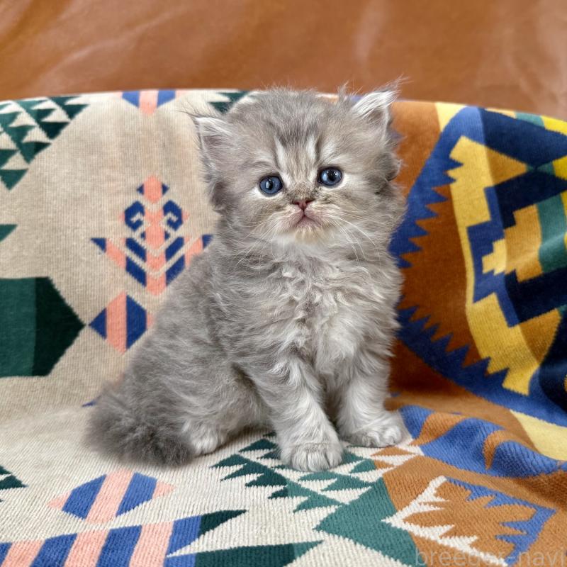 成約済の神奈川県のペルシャ(チンチラ)-129026の7枚目