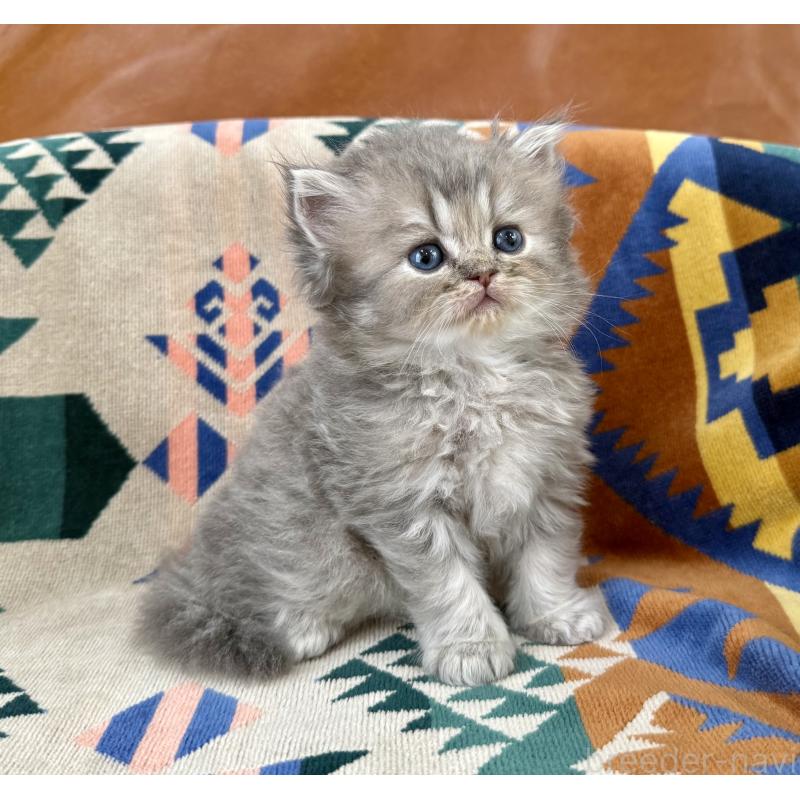 成約済の神奈川県のペルシャ(チンチラ)-129026の6枚目