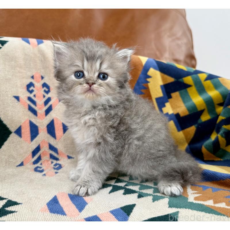 成約済の神奈川県のペルシャ(チンチラ)-129026の5枚目