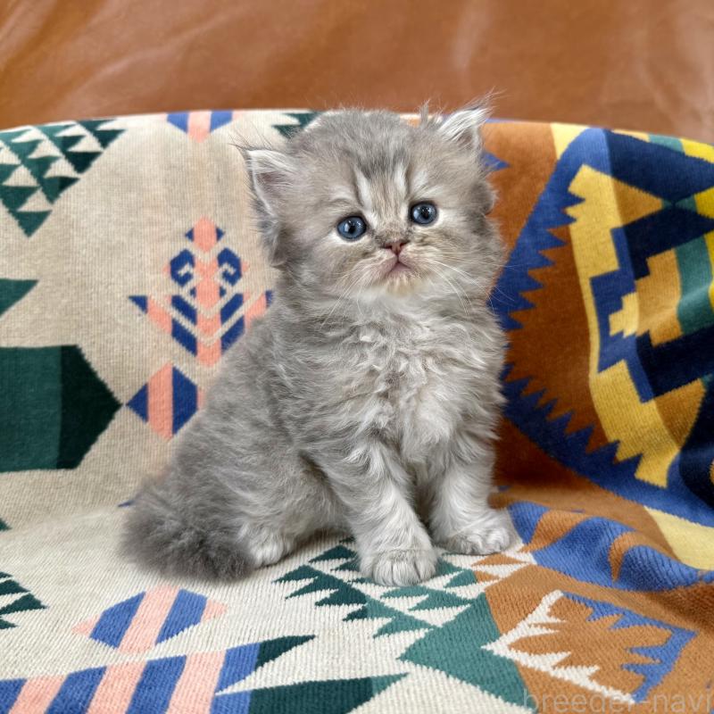 成約済の神奈川県のペルシャ(チンチラ)-129026の4枚目