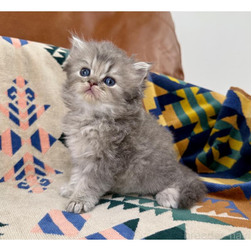 成約済の神奈川県のペルシャ(チンチラ)-129026の3枚目