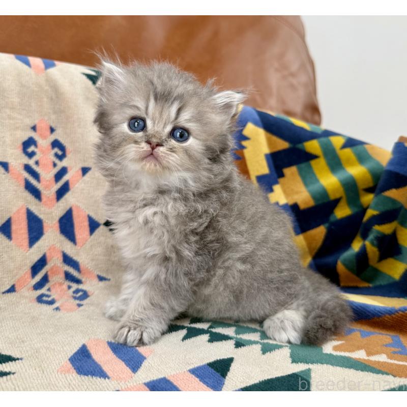 成約済の神奈川県のペルシャ(チンチラ)-129026の2枚目