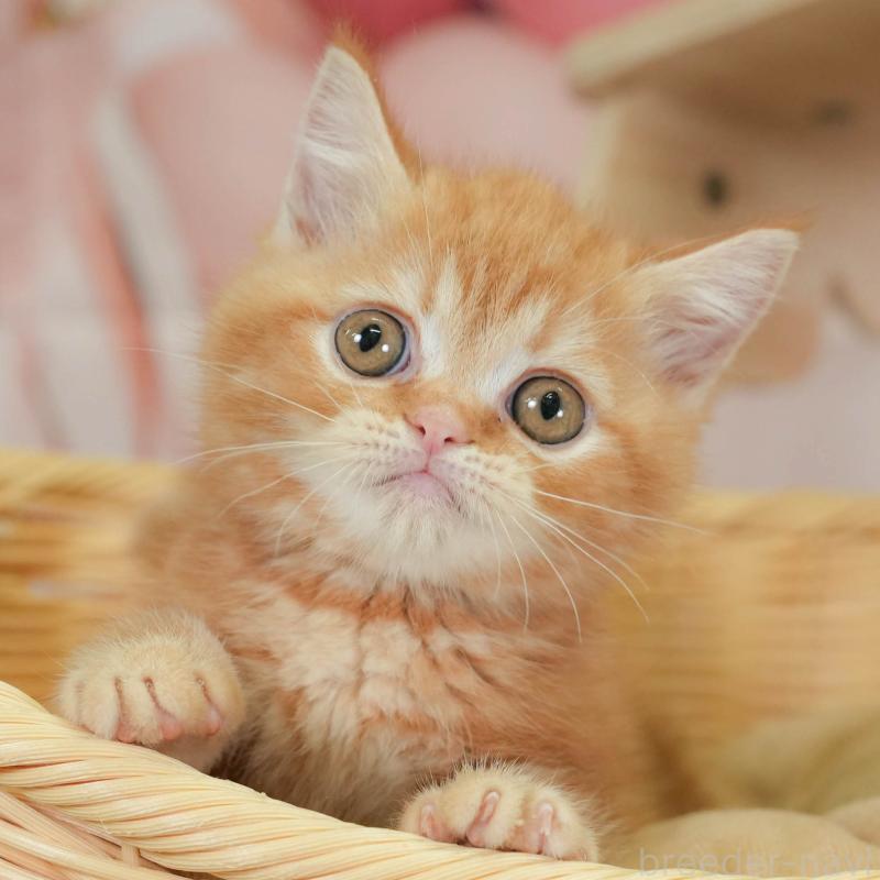 販売中の神奈川県のミヌエット-130138