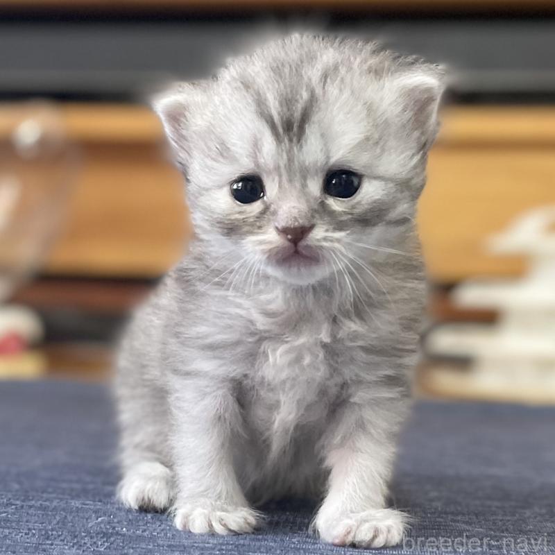 販売中の愛知県のミヌエット-130137の5枚目