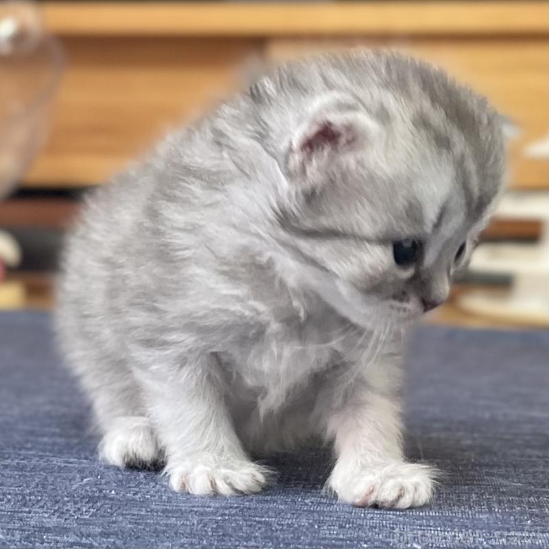 販売中の愛知県のミヌエット-130137の4枚目