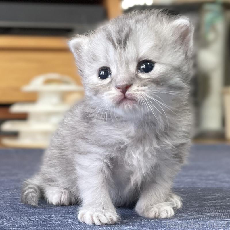 販売中の愛知県のミヌエット-130137