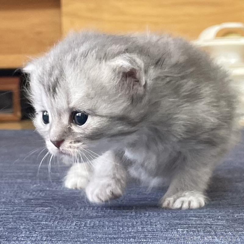 販売中の愛知県のミヌエット-130137の3枚目