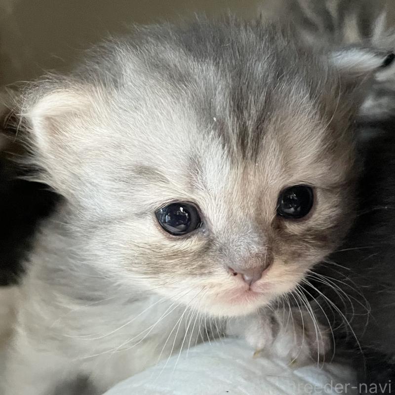 販売中の愛知県のミヌエット-130137の2枚目