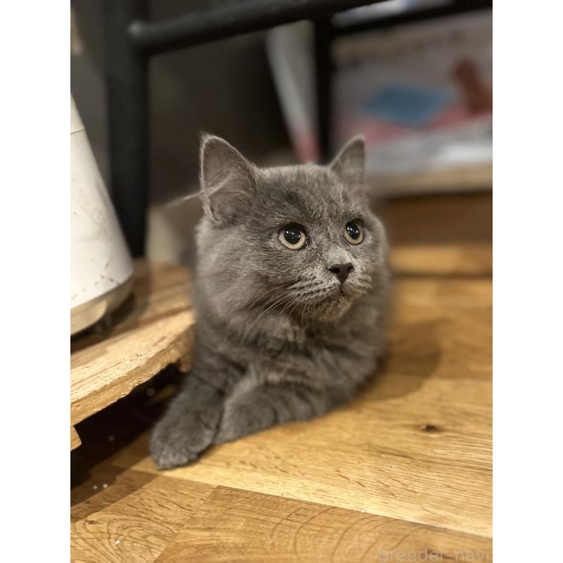 販売中の香川県のミヌエット(短足)-129262の10枚目