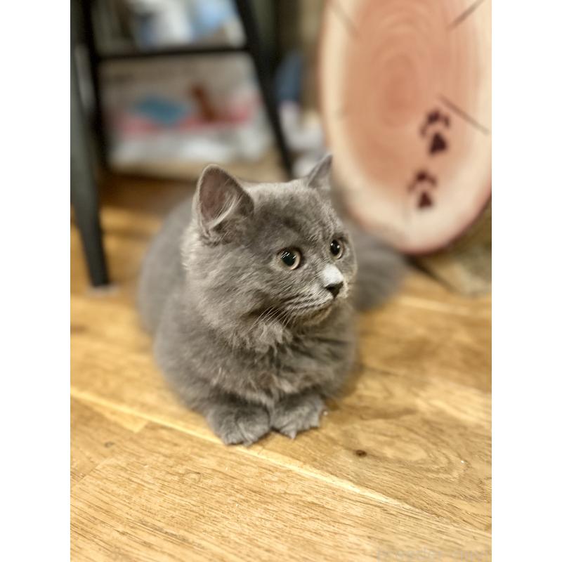 販売中の香川県のミヌエット(短足)-129262の9枚目