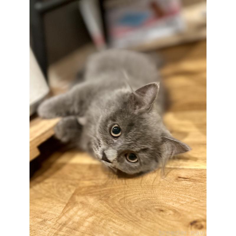 販売中の香川県のミヌエット(短足)-129262の8枚目