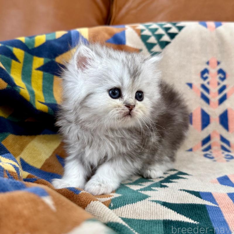 販売中の神奈川県のペルシャ(チンチラ)-129027