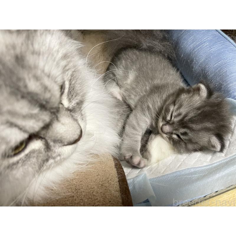 販売中の愛知県のミヌエット-130139の5枚目