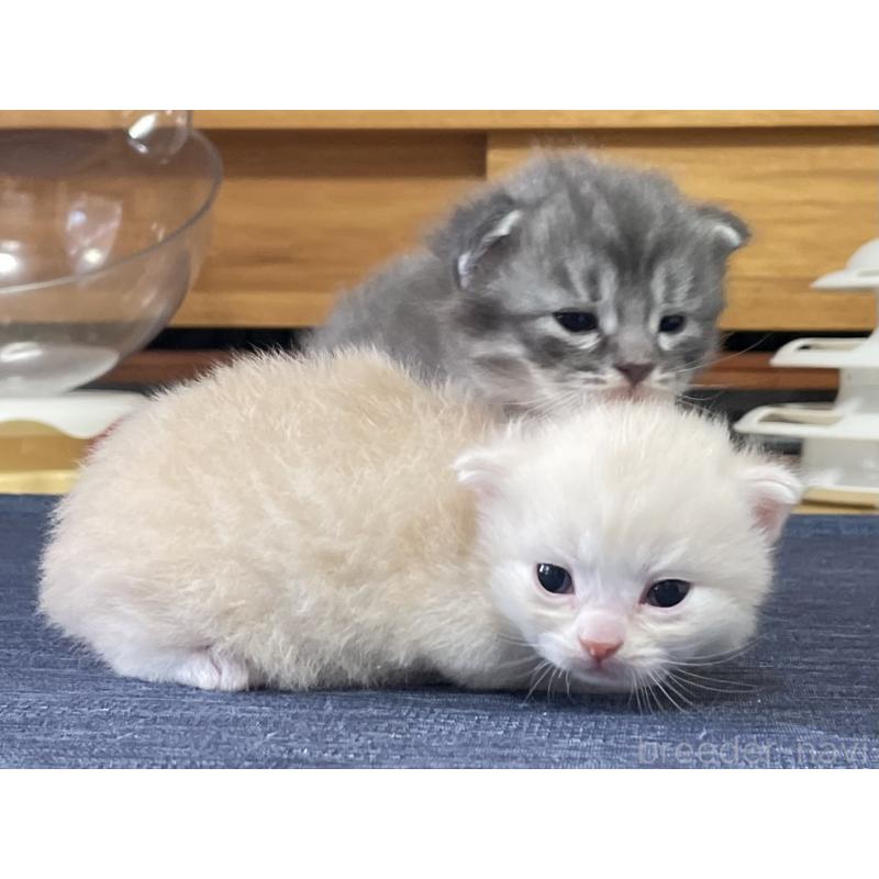 販売中の愛知県のミヌエット-130139の4枚目