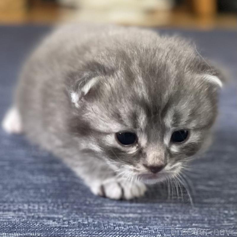 販売中の愛知県のミヌエット-130139の3枚目