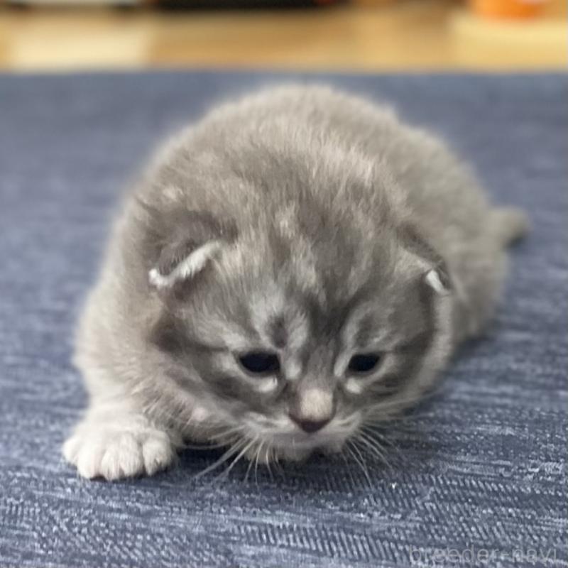 販売中の愛知県のミヌエット-130139の2枚目