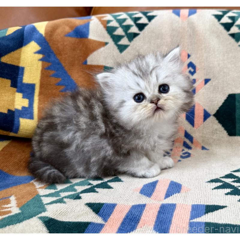 販売中の神奈川県のペルシャ(チンチラ)-129028