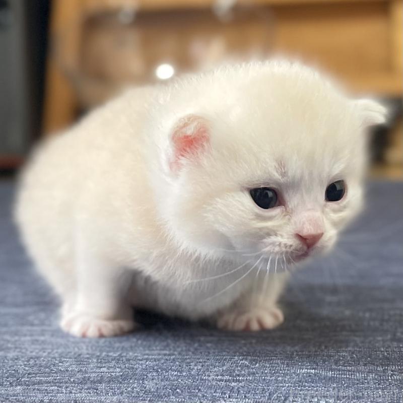 販売中の愛知県のミヌエット-130140の5枚目