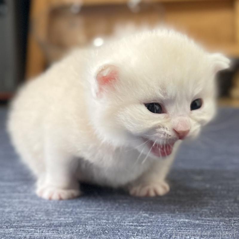 販売中の愛知県のミヌエット-130140の4枚目