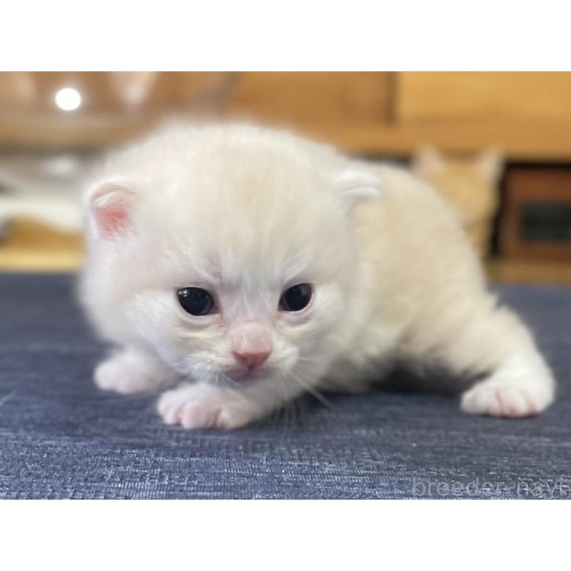 販売中の愛知県のミヌエット-130140の3枚目