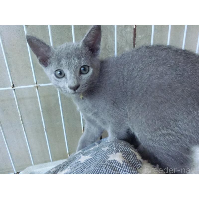 販売中の兵庫県のロシアンブルー-130062の3枚目