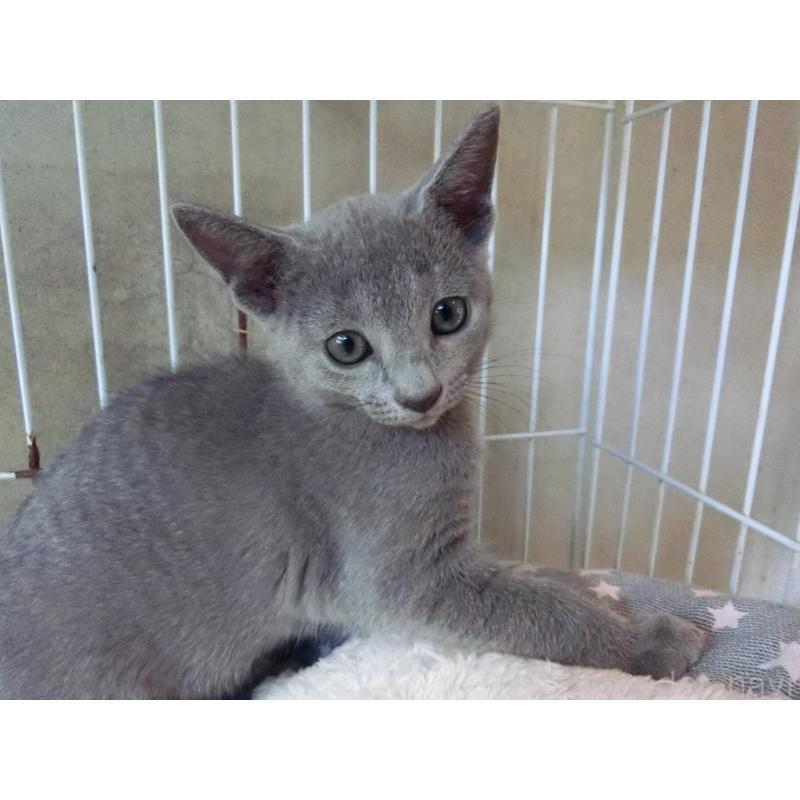 販売中の兵庫県のロシアンブルー-130062の2枚目