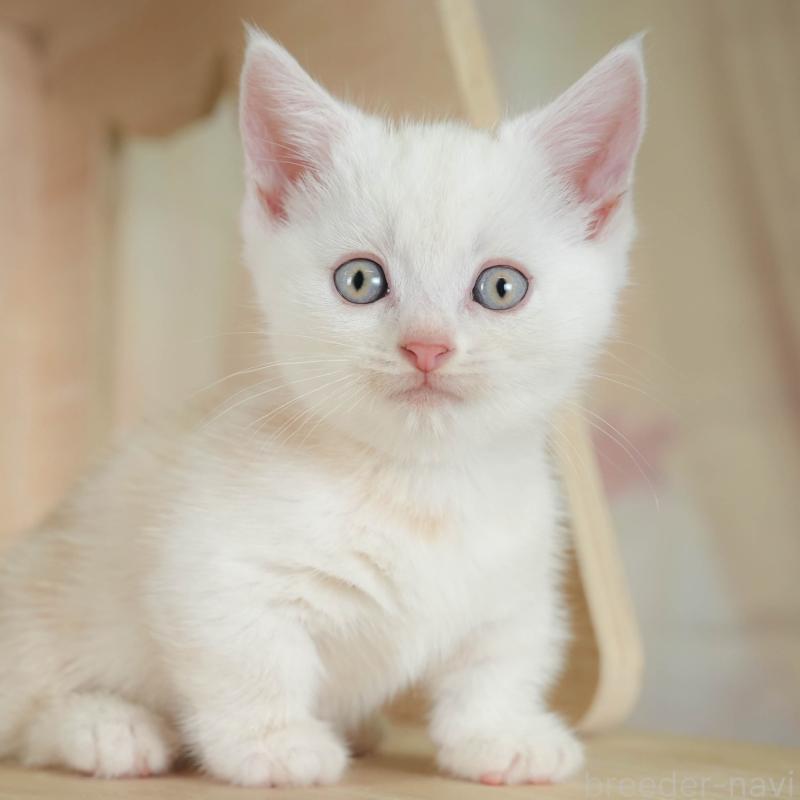 販売中の神奈川県のマンチカン-130141