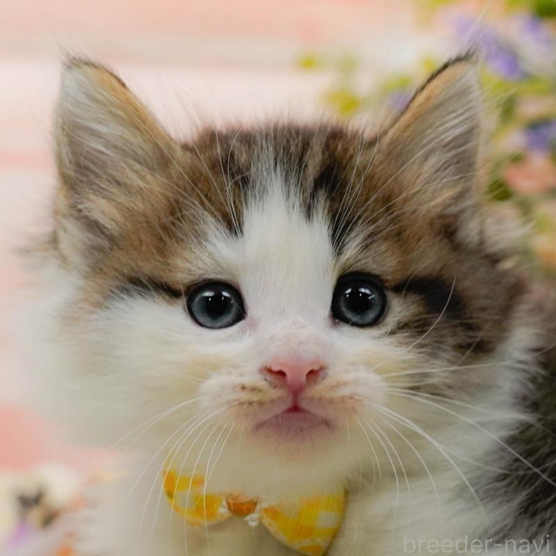 販売中の神奈川県のノルウェージャンフォレストキャット-130142