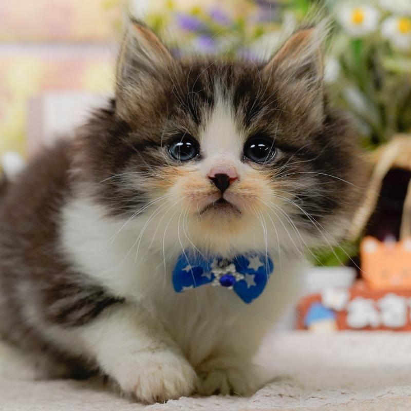 販売中の神奈川県のノルウェージャンフォレストキャット-130143