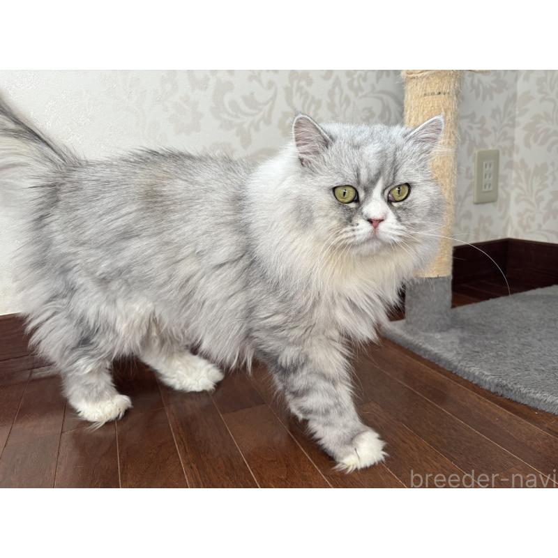 エースくん1枚目