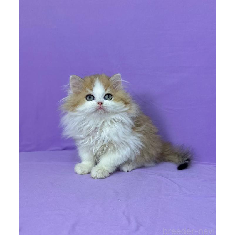 販売中の静岡県のミヌエット-126914の3枚目