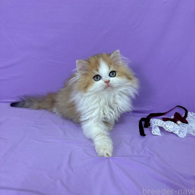 販売中の静岡県のミヌエット-126914