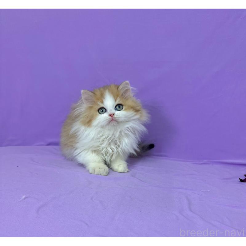 販売中の静岡県のミヌエット-126914の2枚目