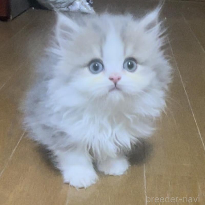 販売中の愛知県のミヌエット(短足)-130145の14枚目