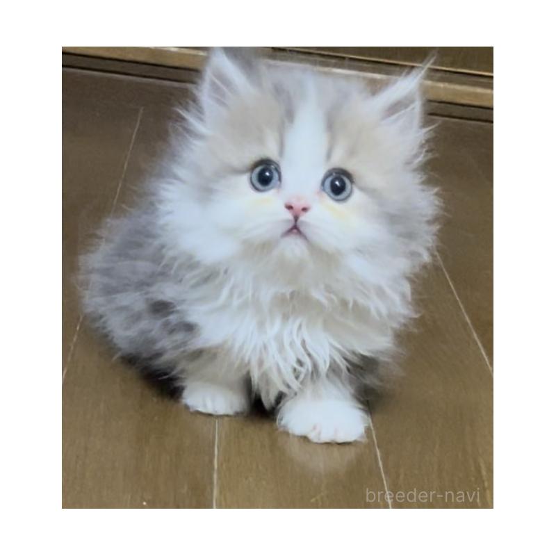 販売中の愛知県のミヌエット(短足)-130145の13枚目