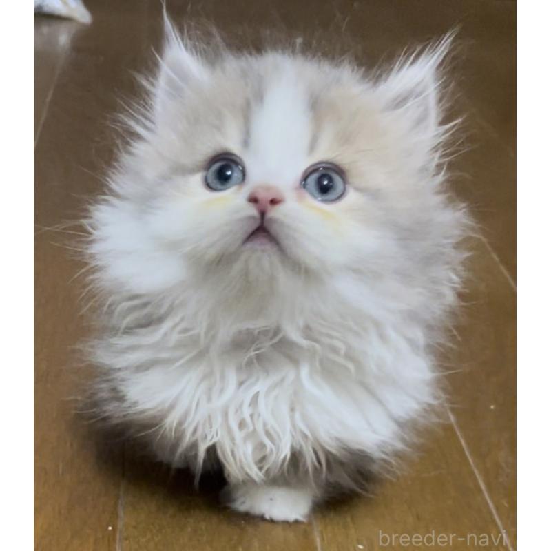 販売中の愛知県のミヌエット(短足)-130145の12枚目