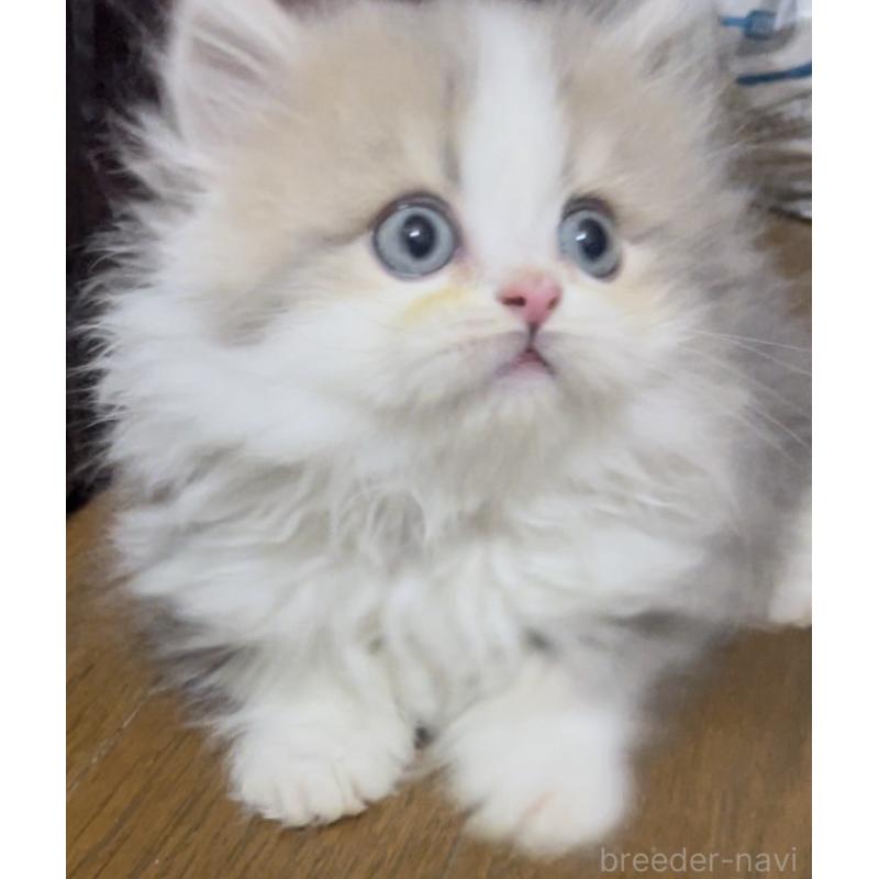 販売中の愛知県のミヌエット(短足)-130145の11枚目