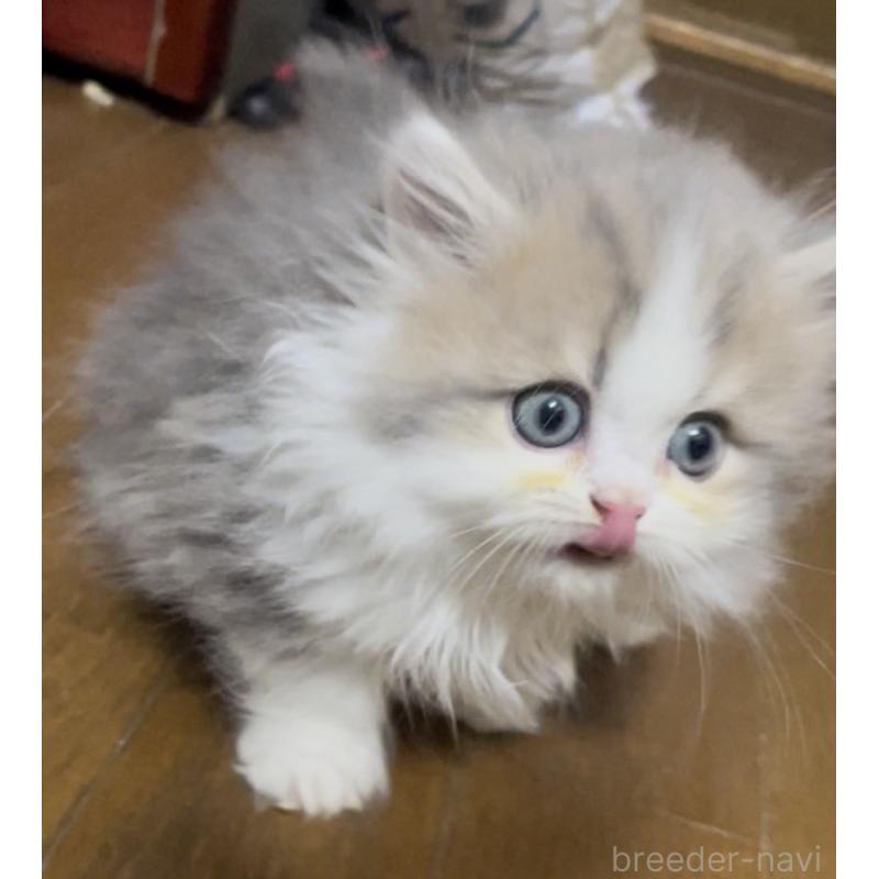 販売中の愛知県のミヌエット(短足)-130145の10枚目