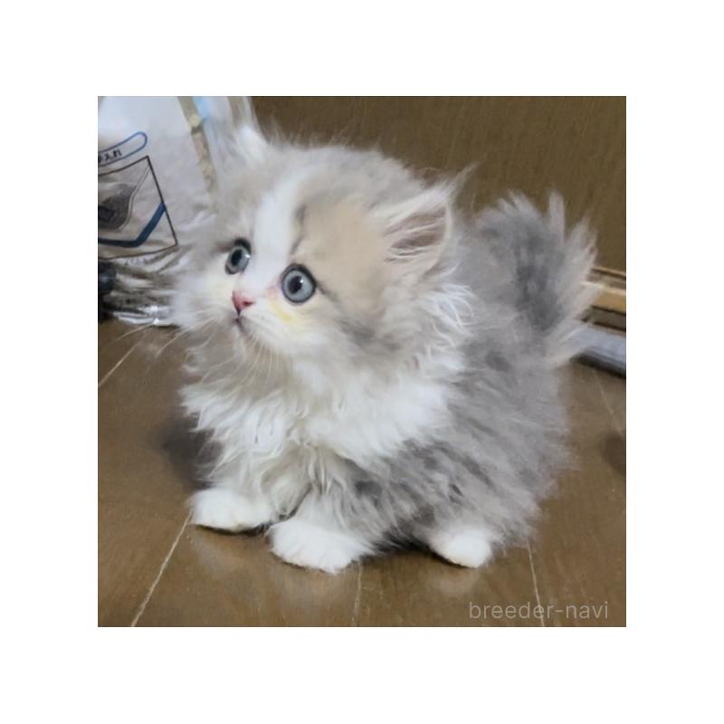 販売中の愛知県のミヌエット(短足)-130145の9枚目