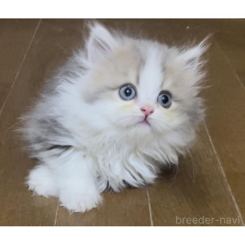 販売中の愛知県のミヌエット(短足)-130145の8枚目